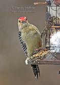 Red Bellied Woodpecker.jpg